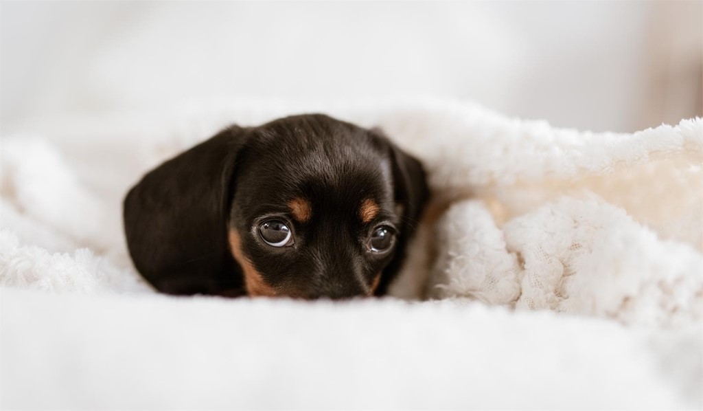 ¿Tienes mascotas? ¡Tenemos los tejidos más recomendados para convivir con ellos!